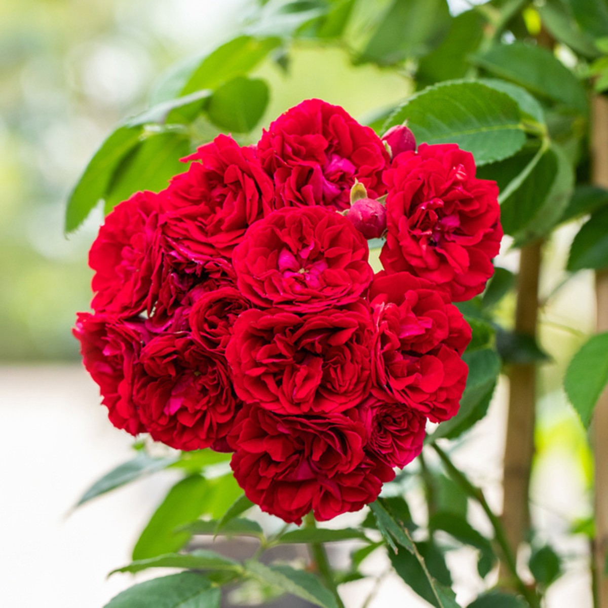 Ramblerrose 'Chevy Chase', rot*