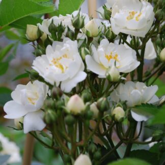 Ramblerrose 'Guirlande d'Amour®', weiß*