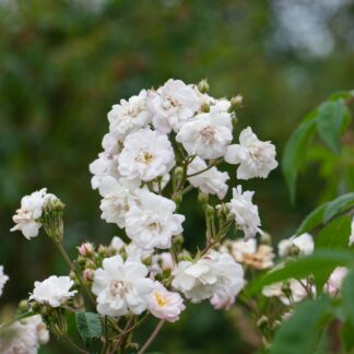 Ramblerrose 'Paul's Himalayan Musk', rosa*