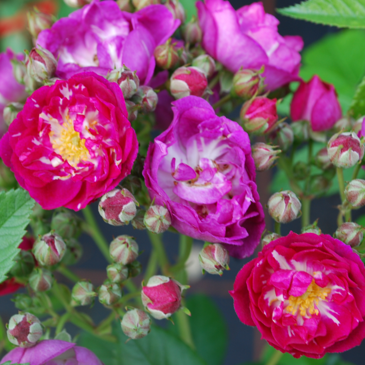 Ramblerrose 'Perennial Blue', violett*