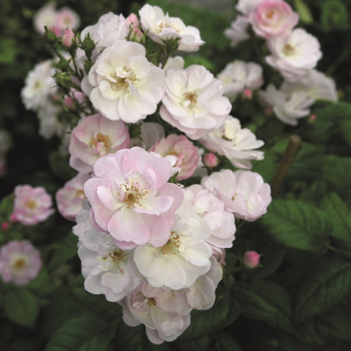 Ramblerrose 'Perennial Blush', rosa*