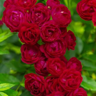 Ramblerrose 'Perennial Domino®', rot*