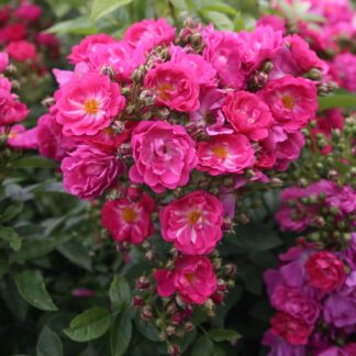 Ramblerrose 'Perfumy Siluetta®', pink*