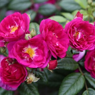 Ramblerrose 'Purple Siluetta®', violett*