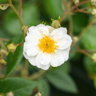 Ramblerrose 'Rambling Rector', weiß*