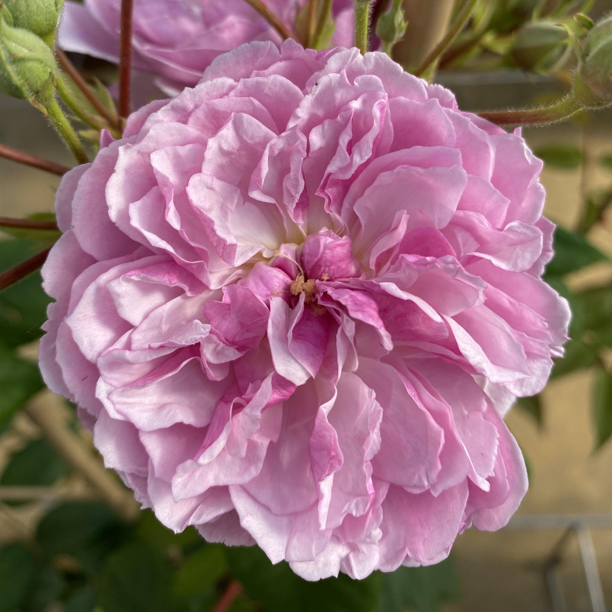 Ramblerrose 'Romantic Siluetta®', rosa*