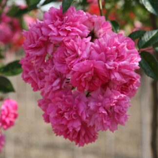 Ramblerrose 'Super Dorothy', rosa*