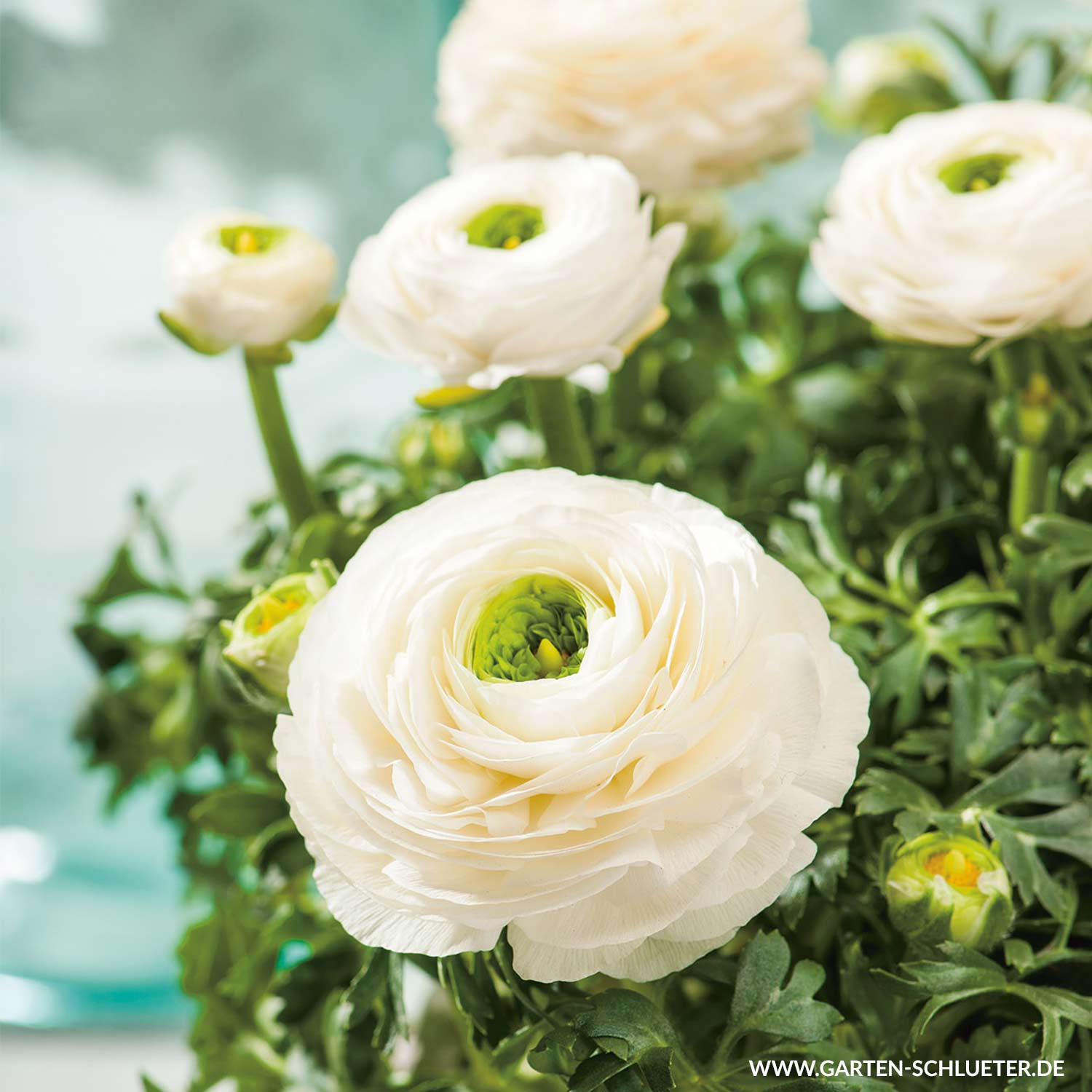 Ranunkeln 'Weiss' - 10 Stück Liefergröße: Zwiebelgröße 6/7*