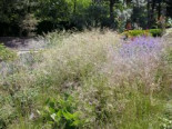 Rasen Schmiele, Deschampsia cespitosa, Containerware*