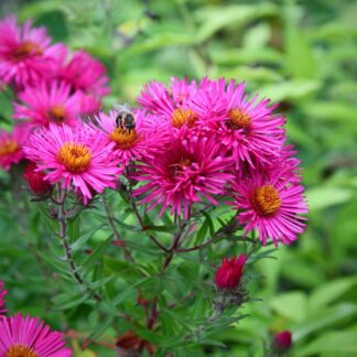 Raublatt-Aster, rosa*