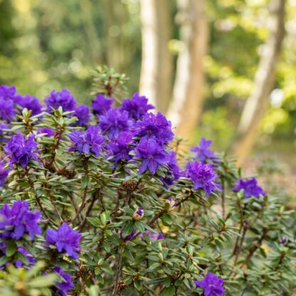 Rhododendron 'Azurica', violett*