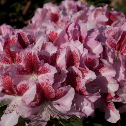 Rhododendron 'Belami®', weiß*