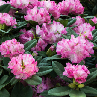 Rhododendron 'Blurettia', violett*