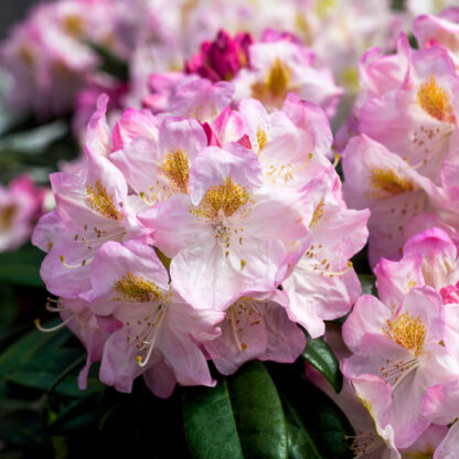 Rhododendron 'Brigitte', weiß*