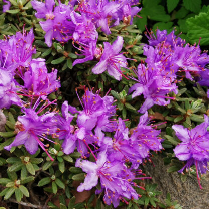 Rhododendron 'Buchlovice', violett*