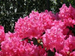 Rhododendron 'Caruso' ®, 40-60 cm, Rhododendron Hybride 'Caruso' ®, Containerware*