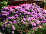 Rhododendron 'Catawbiense Grandiflorum', 50-60 cm, Rhododendron Hybride 'Catawbiense Grandiflorum', Containerware*