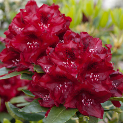 Rhododendron 'Cherry Kiss®', rot*