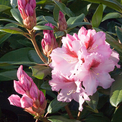 Rhododendron 'Diadem'*