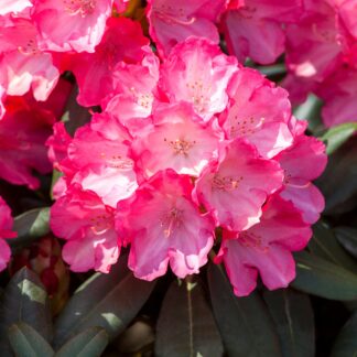 Rhododendron 'Fantastica', rosa*