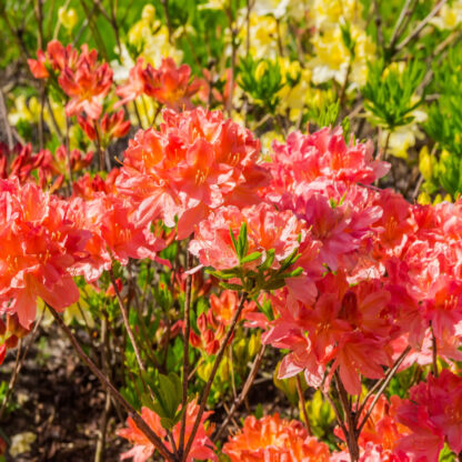 Rhododendron 'Feuerköpfchen', gelb*