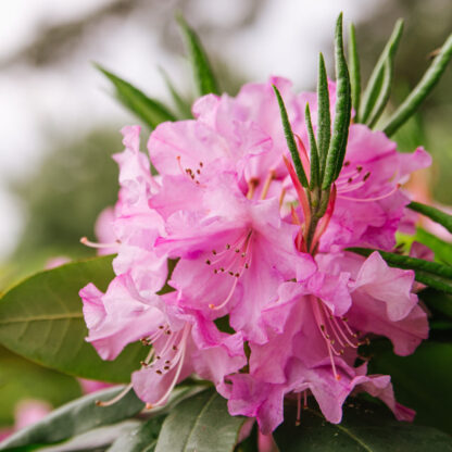 Rhododendron 'Gartendirektor Glocker', rosa*