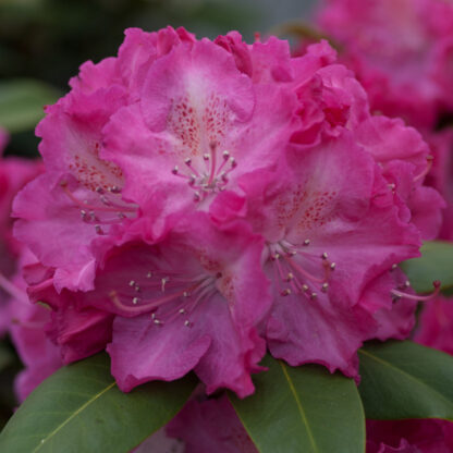 Rhododendron 'Germania®', rosa*