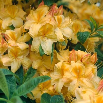 Rhododendron 'Golden Sunset', gelb*