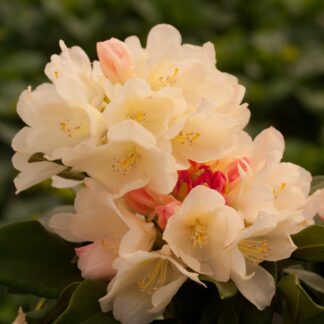 Rhododendron 'Golden Torch', gelb bis weiß*