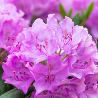 Rhododendron 'Goldflimmer', violett*