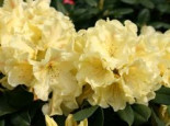 Rhododendron 'Goldinetta' ®, 20-30 cm, Rhododendron Hybride 'Goldinetta' ®, Containerware*
