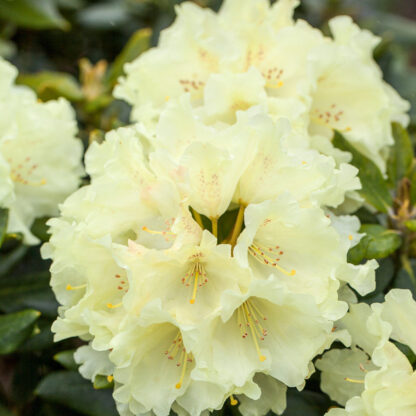 Rhododendron 'Goldkrone', gelb*