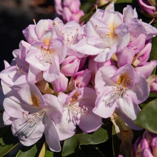 Rhododendron 'Gomer Waterer', weiß*