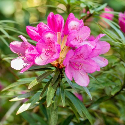 Rhododendron 'Graziella', rosa*