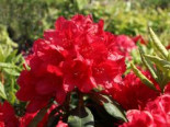 Rhododendron 'Hachmann's Feuerschein', 40-50 cm, Rhododendron Hybride 'Hachmann's Feuerschein', Containerware*