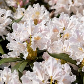 Rhododendron-Hecke, 6 Pflanzen, 6 Pflanzen, weiß*