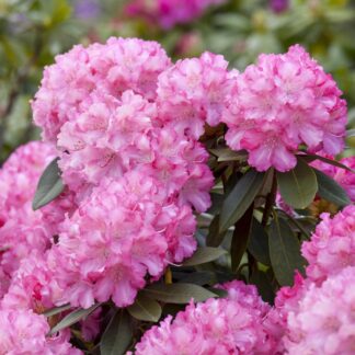 Rhododendron 'Kalinka', rosa*