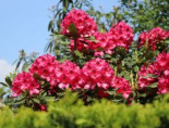 Rhododendron 'Nova Zembla', 60-70 cm, Rhododendron Hybride 'Nova Zembla', Containerware*
