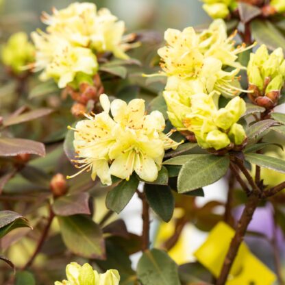 Rhododendron 'Princess Anne', gelb*