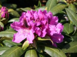 Rhododendron 'Rasputin', 60-70 cm, Rhododendron Hybride 'Rasputin', Containerware*
