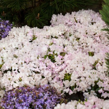 Rhododendron 'Robert Seliger', rosa*