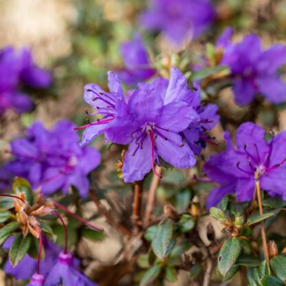 Rhododendron 'Saint Merryn', violett*