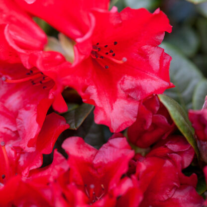 Rhododendron 'Scarlet Wonder', rot*