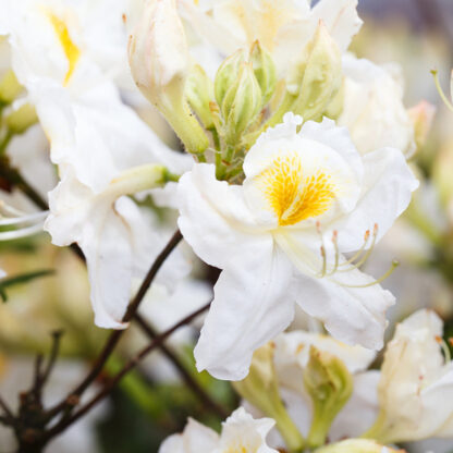 Rhododendron 'Schneegold', weiß*