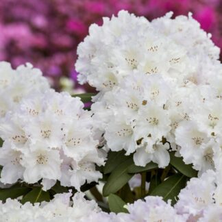 Rhododendron 'Schneekrone', weiß*