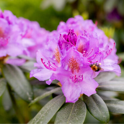 Rhododendron 'Tamarindos'*