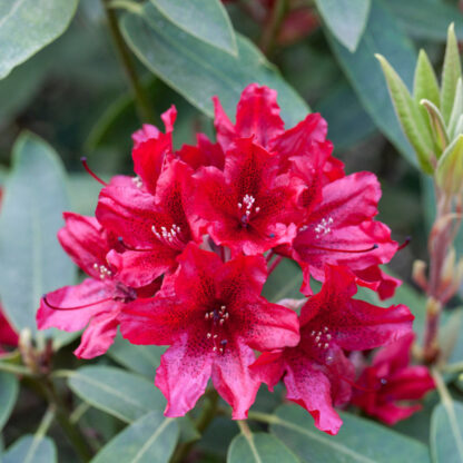 Rhododendron 'Taragona'*