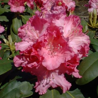 Rhododendron 'Tatjana', pink*