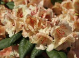 Rhododendron 'Viscy', 40-60 cm, Rhododendron Hybride 'Viscy', Containerware*