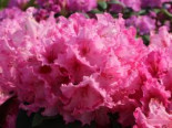 Rhododendron 'Walküre' ®, 40-60 cm, Rhododendron Hybride 'Walküre' ®, Containerware*